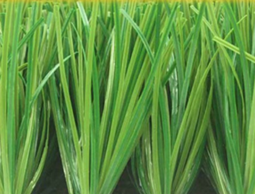 GRASS MDS60 